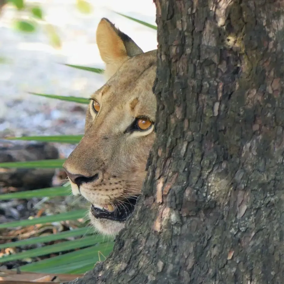 A lioness watching from behind a tree in Tanzania