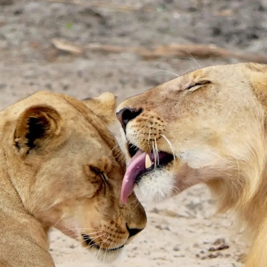 Two lionesses grooming one another in Tanzania