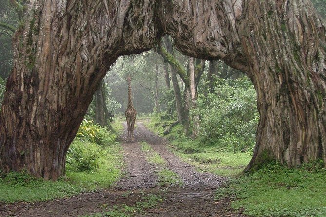 Wildlife in Arusha National Park
