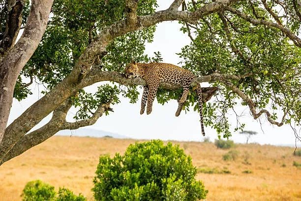 A leopard resting on a tree branch in Tanzania