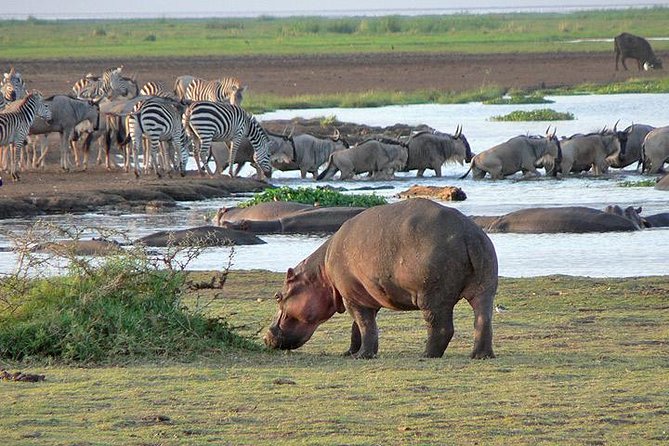 Wildlife in Lake Manyara National Park