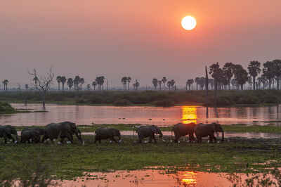 Wildlife in Nyerere National Park