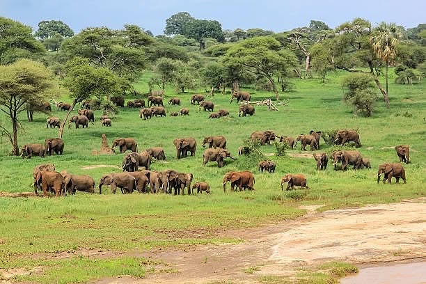 Safari landscape in Tanzania