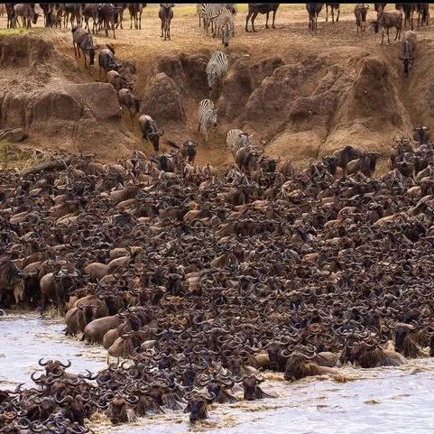 Wildlife in the natural landscape of Serengeti National Park