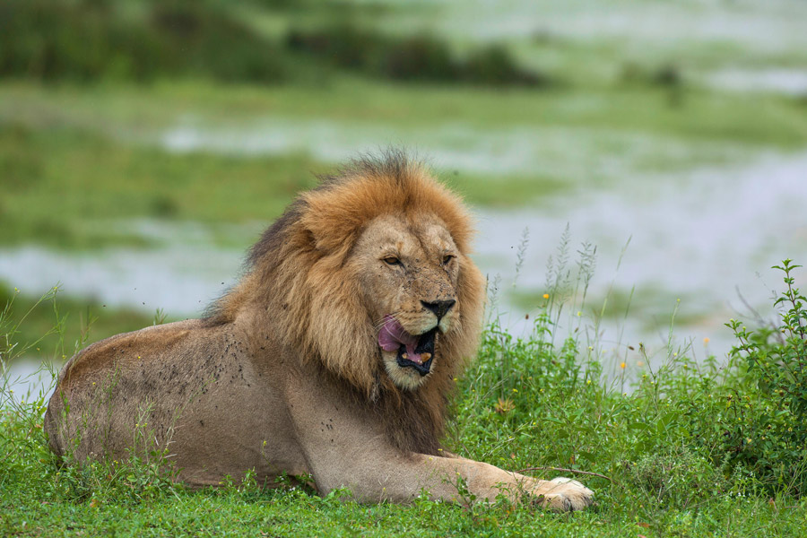 A lion in Tarangire National Park