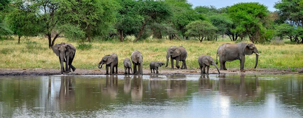 Elephants in Tarangire National Park