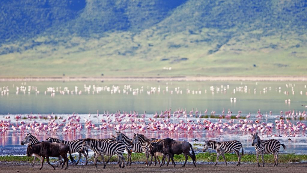 Wildlife on the floor of Ngorongoro Crater
