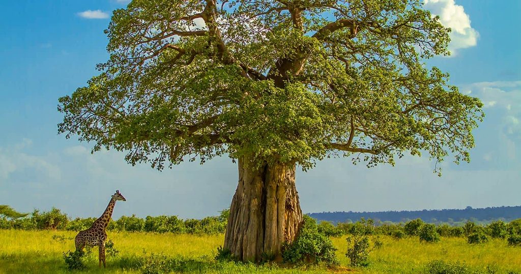 Baobab trees in Serengeti National Park