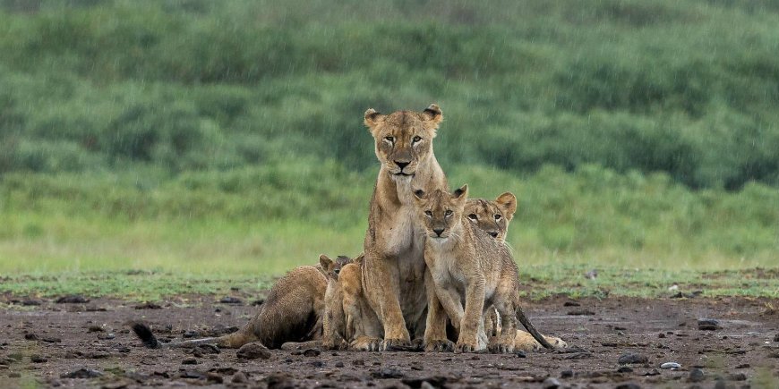 The Serengeti landscape during the rainy season